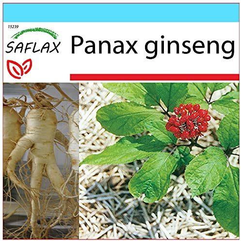 SAFLAX - Geschenk Set - Heilpflanzen - Echter Koreanischer Ginseng - 10 Samen - Mit Geschenk- / Versandbox, Versandaufkleber, Geschenkkarte und Anzuchtsubstrat - Panax ginseng
