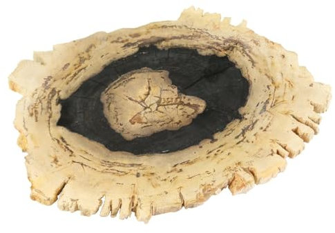 Oriental Galerie Fossil Platte Tischdekoration Geschirr Untersetzer Naturstein versteinertes Holz poliert Unikat 22-28 cm Dunkel
