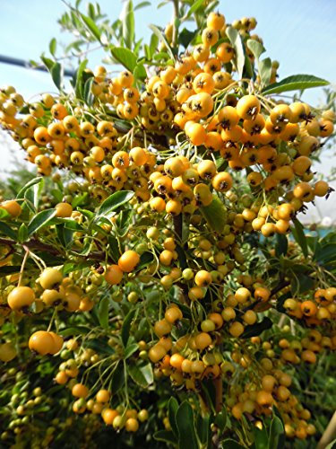 20 Pyracantha Soleil d'Or Yellow Berries (Firethorn) 2L Pot, 40-60cm (1-2 ft) in Height, Evergreen Hedging Thorny Shrubs Plants