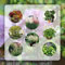 560 pcs samen pflanzen deko set - wilder wein winterhart nachhaltige geschenke für frauen deko pflanzen winterharte stauden mehrjährig garten geschenk alte sorten saatgut zimmerbonsai