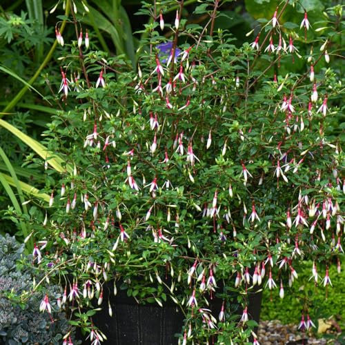 Hardy Fuchsia magellanica Arauco - Distinctive Tri-Coloured Flowers - Long Season of Colour - Low Maintenance - 6X Plug Plants by Thompson & Morgan