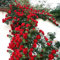 Haloppe 100pcs rosa rampicante fiori piante semi per giardino domestico piantare, colture piante da giardino semi per cortile Rosso