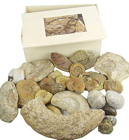 osters muschel-sammler-shop Foss ilienKiste - versteinerte Muscheln und Ammoniten - zum dekorieren in Vasen und Schalen perfekt geeignet (Mega Fossilienkiste 29,5x19x13cm)