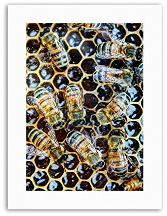 Wee Blue Coo MACRO INSECTS BEES HONEY HIVE HONEYCOMB BUGS APIARY Poster Canvas art Prints