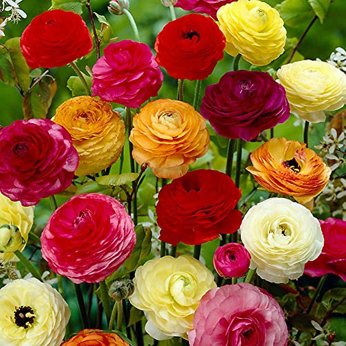 10 x Ranunculus Mixed – Adorable Colourful Flowers – Summer Flowering Bulbs – Perennial – for Your Beautiful Garden