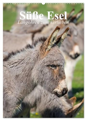 Süße Esel. Langohren zum Verlieben (Wandkalender 2026 DIN A2 hoch), CALVENDO Monatskalender: Langohrige Sturköpfe im grauen Kuschelfell (CALVENDO Tiere)