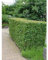 Hainbuche 60-80 cm, ohne Ballen. 50 Carpinus betulus. Weißbuche Heckenpflanze