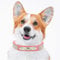 Hundehalsband aus Leder, personalisierbar, mit gravierbarem Namensschild, DIY-Logo, Lasergravur, verstellbares Halsband für kleine und große Haustiere (Rosa, M, 29,2 - 38,1 cm)