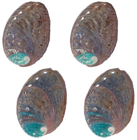 AHANDMAKER Lot de 4 grands bols en coquille d'ormeau naturel de 8,9 cm pour bavures, décoration de meubles et coquillages