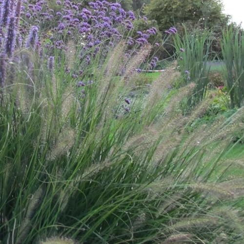 Plant Theory Hameln Chinese Fountain Grass Pennisetum Alopecuroides Outdoor Ornamental Plant 2L Pot