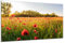 DARO Design - Wand-Bild auf 6mm HDF 70x50 cm Mohnblumen Blumenwiese - Wand-Deko Bilder Geschenk