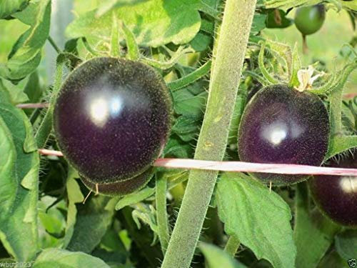 Indigo Rose pompore/Pomodoro Blu Organico 25 Semi Non-ogm Alto antociani:Seeds