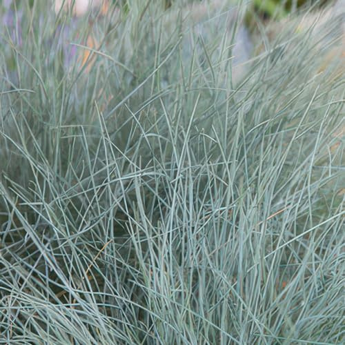 Blau Schwingel Festuca glauca 'Elijah Blue' Staude 6 Pflanzen Ø9 cm 10-25 | pflegeleicht und Winterhart, für Beet und Kübel, bienenfreundlich, robuster Wuchs