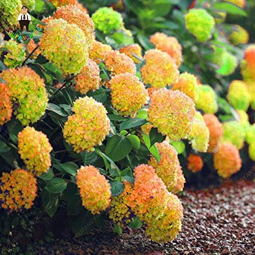 Pinkdose 30pcs plantas de hortensias amarillas raras flores de hortensias mixtas planta de inicio Bonsai Viburnum flor para jardín de casa: verde