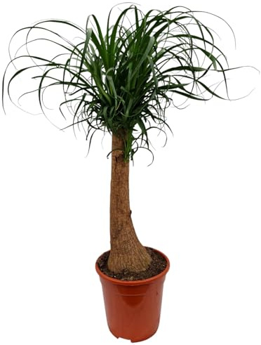 Elefantenfuß 80–100 cm – Beaucarnea recurvata | Flaschenbaum & Wasserpalme | Pflegeleichte, langlebige Zimmerpflanze für Wohnzimmer & Büro