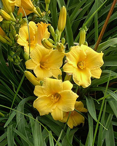 Portal Cool Seeds 3 Samen Taglilie (Hemerocis Stella De Oro) Taglilien Samen