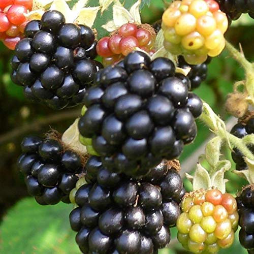 Thornless Evergreen dornenlose Brombeere reich tragend geschlitztes Laub 60-100 cm 3,5 Liter Topf