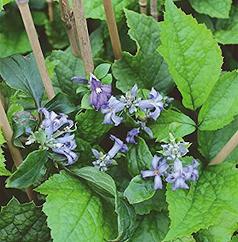 Stauden Clematis 60-80cm - Clematis heracleifolia - Gartenpflanze