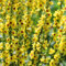 königskerze samen mehrjährig - garden, winterharte stauden mehrjährig exotische pflanzen, garten hochbeet winterharte stauden für pralle sonne, bodendecker samen bio saatgut, 800pcs