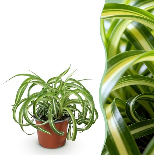 Green boutiQ - Zimmerpflanze - Chlorophytum comosum Bonnie - Lockige Graslilie - Haustierfreundliche Pflanze - Grün - 1 Pflanze - Topf 12cm - Höhe 20cm