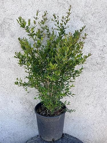 Pianta Melograno Nano, Punica Granatum Nana vs18, cespugli ornamentali