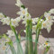 10 pcs Märzenbecher Zwiebeln, geschenke für gartenfreunde, wildflower summer, Leucojum vernum, winterharte pflanzen für garten balkonblumen blumenzwiebeln frühblüher, hydrokultur
