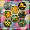 semi di nespolo giapponese - alberi da giardino piante da giardino resistenti piante perenni resistenti piante resistenti per balconi piante esotiche, piante resistenti da balcone 10pcs