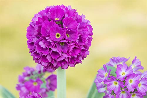 Primula denticulata 'Rubin' 9x9 cm Topf – Winterhart, Mehrjährig, Pflegeleicht – Kugelprimel – Staude für Beet & Garten