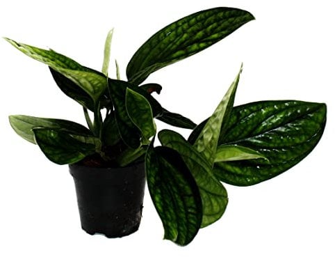 Exotenherz - Epipremnum pinnatum Marble Planet - grüne Struktur-Efeutute - 12cm Topf