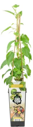Bloomique - Actinidia arguta 'Issai' - Kiwibeere - Obstpflanze - Gartenpflanze - Winterhart - Höhe 50-70 cm - Topfgröße: 15 cm