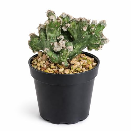 Monvillea spegazzini monstr. christat seltene Christatform 6,5cm Topf