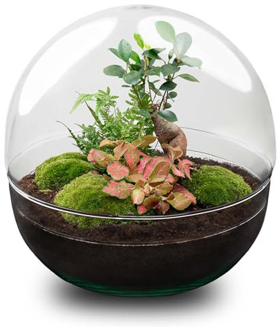 urbanjngl.com - Flaschengarten - Dome XL Ficus Ginseng Bonsai - Ökosystem mit Pflanzen im Glas - ↑ 28 cm Dome XL - Do-It-Yourself Paket - DIY-Set - Pflanze im Glas - Komplettset Terrarium -