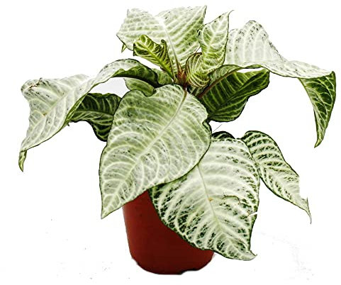Exotenherz Aphelandra rose squarrosa « White Wash » – Pot brillant – Pot de 12 cm