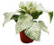 Exotenherz Aphelandra rose squarrosa « White Wash » – Pot brillant – Pot de 12 cm