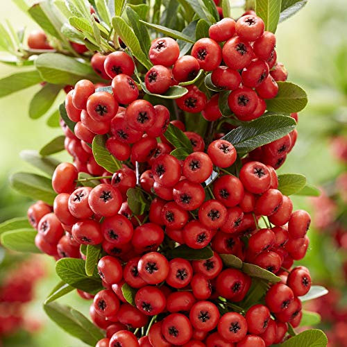 Pyracantha Red Star Garden Plant Hardy Shrub Garden Plants Easy to Grow Your Own 1x 9cm Potted Plant by Thompson and Morgan