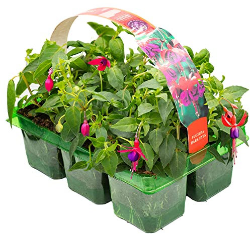 6 x Basket Plants - Fuchsia Trailing Dark Eyes | Garden Bedding, Border, Hanging Basket Display Annuals