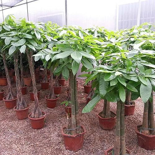 lamphle Mini-Pachira-Macrocarpa-Samen Machen Geldbaum-Bonsai-Topf, Zimmerpflanzen-Dekor für die Gartenbepflanzung