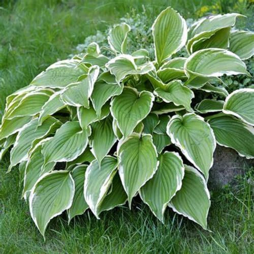 Hosta zwiebeln Hardy funkien Hardy perennial funkien Hosta pflanze Hosta pflanze winterhart