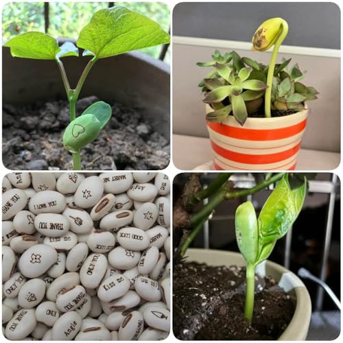300 pz semi di piante di fagioli magici, Vasi per piante da giardino in crescita Fagiolo magico, mix di fagioli magici, piante per il giardinaggio fioriere per piante d'appartamento