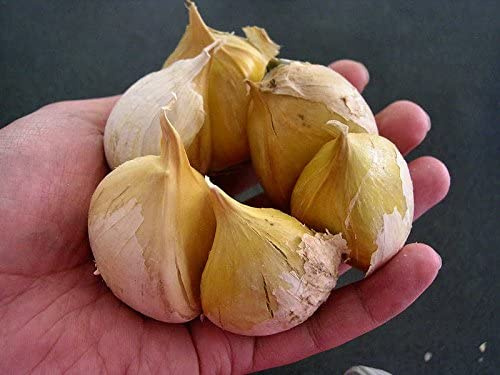 Garlic Elephant -0.15 OZ 16 cloves Organic Fresh seeds cloves garlic elephant for planting, eating and growing your own garlic.