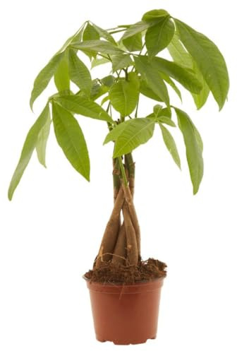 Verdecora Pachira en maceta Ø13cm | Pachira aquatica | Planta Natural de Interior | Hojas Verdes y Tronco Trenzado | Ideal para Decoración de Hogar y Oficina | Planta de Bajo Mantenimiento