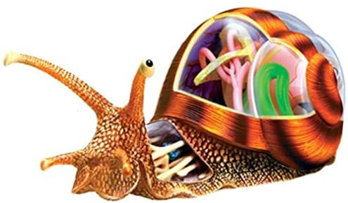Lehrmodell, Anatomische Schnecke, 32 Abnehmbare Organe Und Teile, 4D-Anatomie, Anatomisches Modell Für Die Biologie, Tier-Lehrmodell