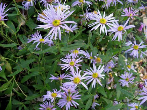 Staudenkulturen Wauschkuhn Aster pyreneus 'Lutetia' - Aster - Staude im 9cm Topf