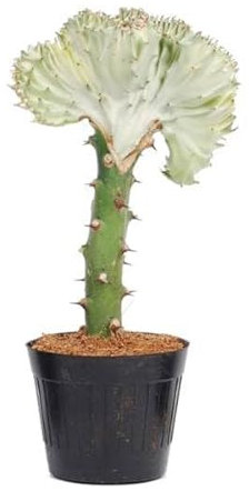 Euphorbia lactea Cristata blanco - 30 cm - ø10,5