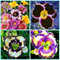 Hemerocallis bulbos/Hemerocallis planta/Bulbos de flores exterior raras/Perenne tolerante al frío/CXXFGFT-8 bulbos-A