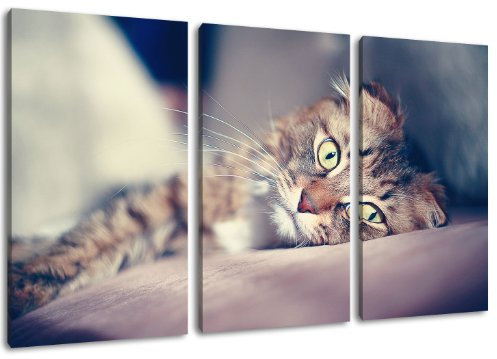 Katze 3-teilig auf Leinwand- Gesamtformat: 120x80 cm fertig gerahmte Kunstdruckbilder als Wandbild - Billiger als Ölbild oder Gemälde - KEIN Poster oder Plakat