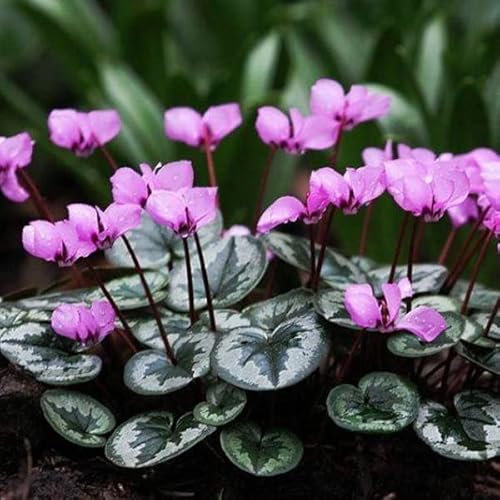 12 unità Ciclamino Coum - Ciclamino dell'Ile de Cos Vaso 9x9cm ±1 m² - Fiori Rosa e Foglie Verdi, Perfetti per Giardini Ombrosi e Bordure