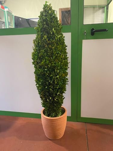 VIVAIO GARDEN FOREST Bosso Stabilizzato Buxus H 115 cm