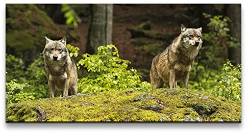 Paul Sinus Leinwandbild 120x60cm Wölfe Wald schöne Tiere Raubtier Wild Frei