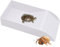 YHSKJCD Abreuvoir Tortue Terrestre, Baignoire pour Reptiles avec Rampe, Bol à Eau pour Tortue, Lézard, Amphibien, 30.5×15×6cm